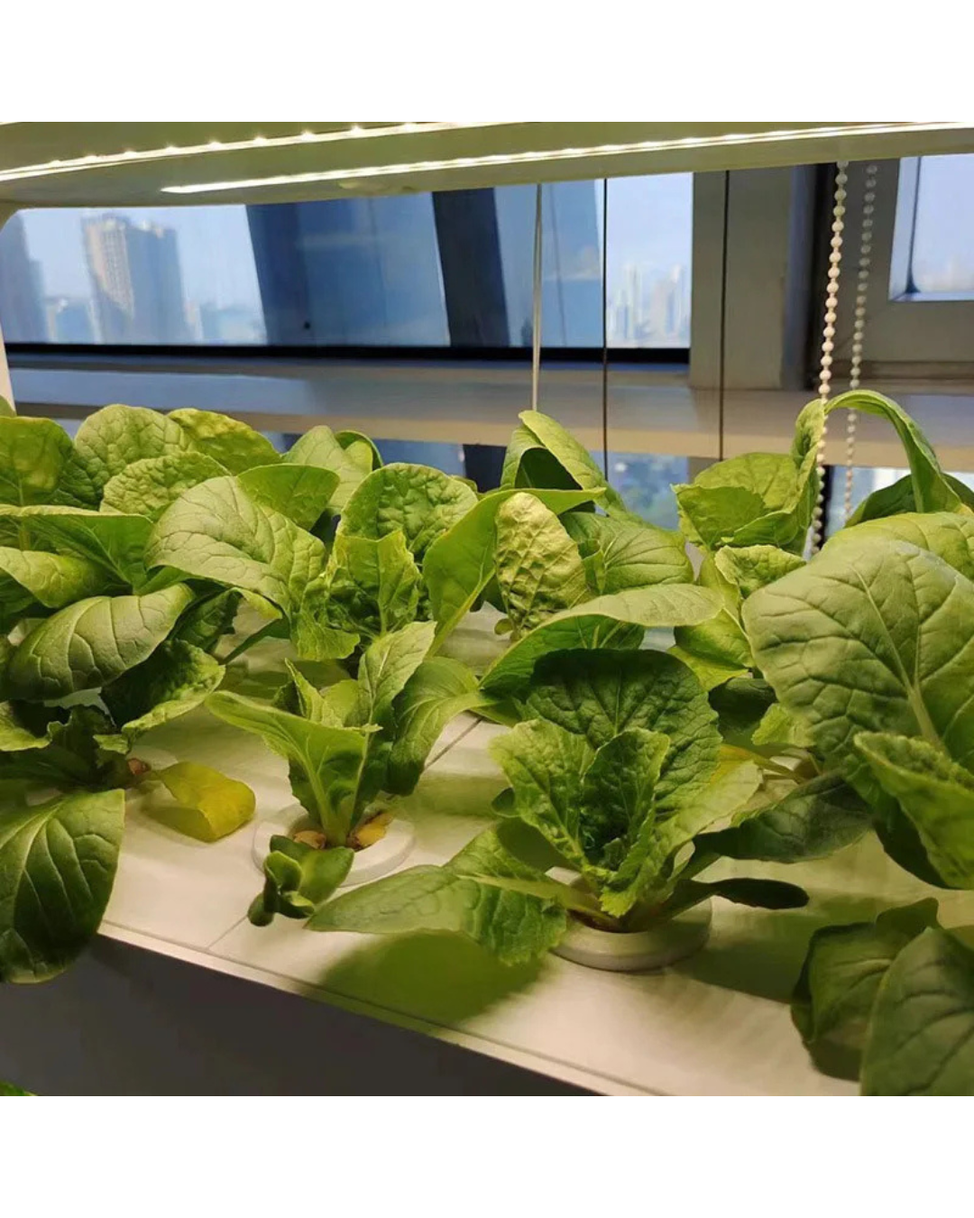 NEO EDEN TECH Hydroponics Growing System Multi-layer Vegetable Planting Box Smart Indoor Planter Vertical Hydroponic Flowerpot Aerobic System